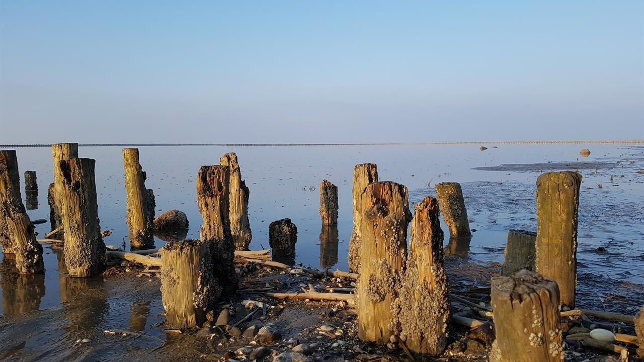 Wattwandern Wattwandern